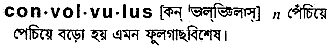 convolvulus
meaning in bengali