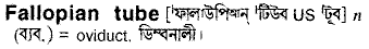 fallopian tube
meaning in bengali