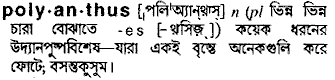 polyanthus
meaning in bengali